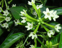 Queen of the Night or Cestrum nocturnum Flower seeds for Planting - Easy to Grow, Heirloom & GMO Free Seeds for Home Garden