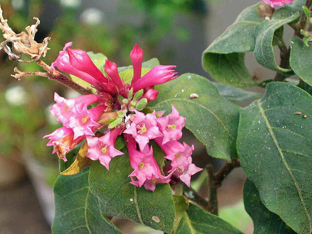 Pink Cestrum Elegans Flower seeds for Planting Fragrant Blossoms Heirloom & GMO Free Seeds for Home Garden
 
 Sale