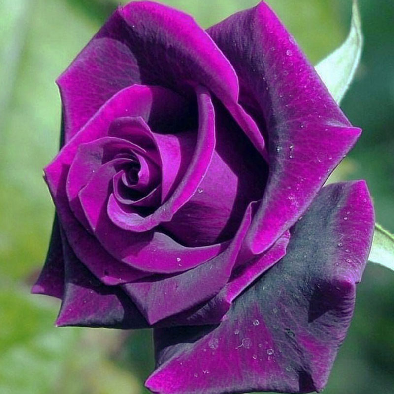 Purple Dragon Rose Flower seeds for Planting - Premium Quality, Heirloom & GMO Free Seeds for Home Garden