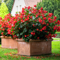 Begonia Seeds for Planting flower bed home garden