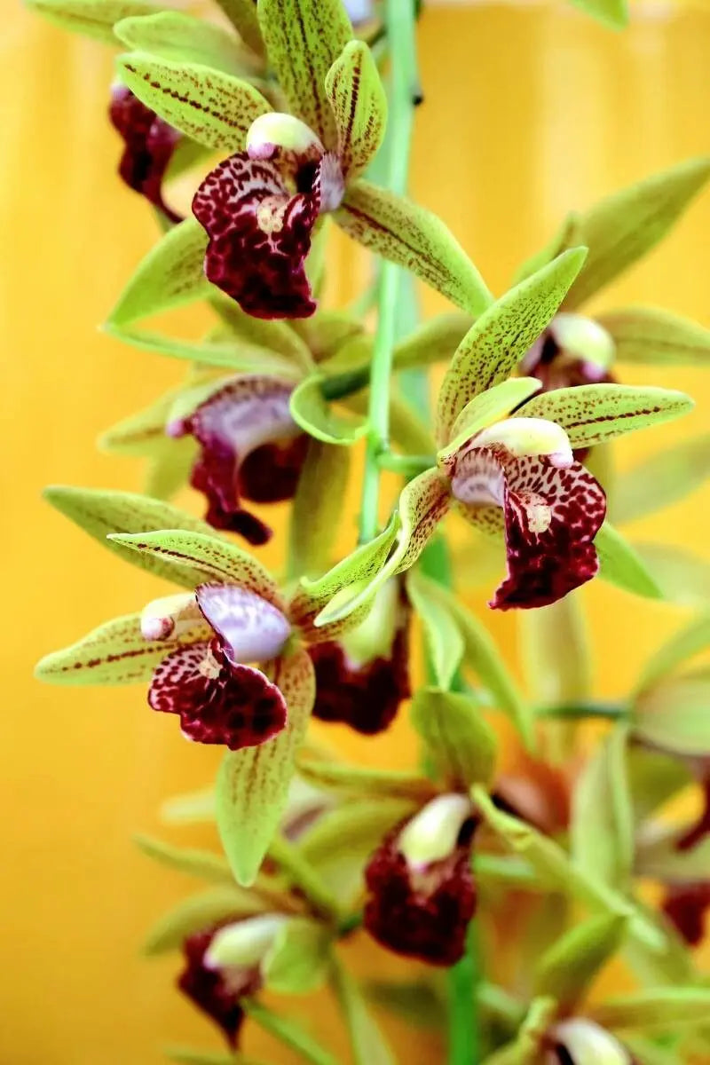 Cymbidium Faberi Flower seeds for Planting Easy to Grow Heirloom & GMO Free Seeds for Home Garden 
 
 Sale