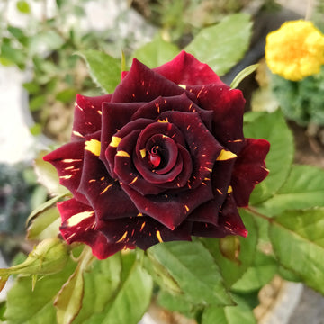 Tiger Striped Rose Flower seeds for Planting Shade Tolerant Heirloom & GMO Free Seeds for Home Garden