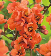 Orange Chaenomeles Flower seeds for Planting - Cut Flower Favorite, Heirloom & GMO Free Seeds for Home Garden