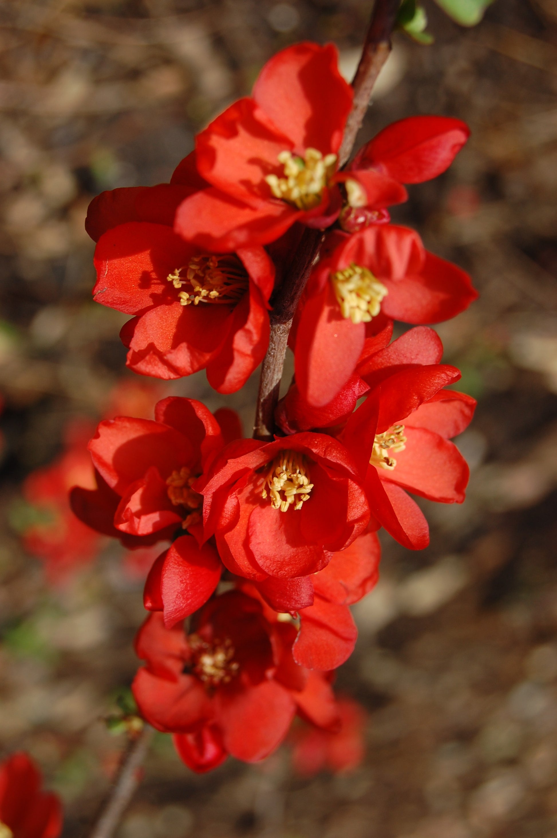 Heirloom Quince Chaenomeles Flower seeds for Planting Cut Flower Favorite Heirloom & GMO Free Seeds for Home Garden