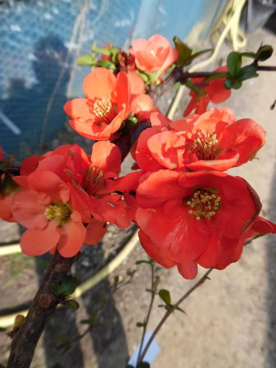 Orange Chaenomeles Flower seeds for Planting - Cut Flower Favorite, Heirloom & GMO Free Seeds for Home Garden
