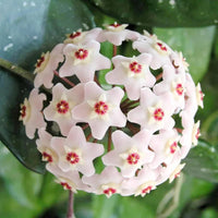 Chamelaucium Uncinatum Wax Flower Plant