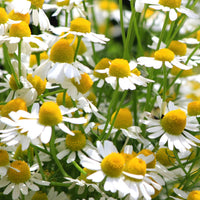 White German Fragrant Flower seeds for Planting - Seasonal Bloomer, Heirloom & GMO Free Seeds for Home Garden