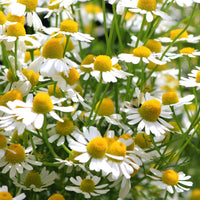 Chamomile Flower seeds for Planting - Hardy Variety, Heirloom & GMO Free Seeds for Home Garden