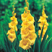 YellowPerennial Gladiolus Flower seeds for Planting - Pollinator Friendly, Heirloom & GMO Free Seeds for Home Garden