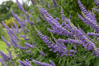 Chasteberry Flower seeds for Planting Bright Blooms Heirloom & GMO Free Seeds for Home Garden