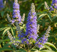 Chasteberry Flower seeds for Planting Bright Blooms Heirloom & GMO Free Seeds for Home Garden