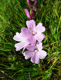 Pink Checkerbloom Flower seeds for Planting - Cottage Garden Essential, Heirloom & GMO Free Seeds for Home Garden