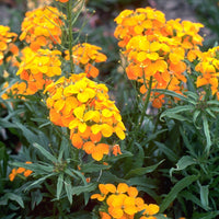 Orange Cheiranthus Flower seeds for Planting Wildflower Mix Heirloom & GMO Free Seeds for Home Garden 
 
 Sale