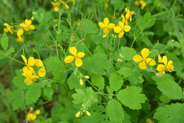 Yellow Chelidonium Flower seeds for Planting - Shade Tolerant, Heirloom & GMO Free Seeds for Home Garden