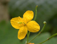 Chelidonium Flower seeds for Planting Perfect for Borders Heirloom & GMO Free Seeds for Home Garden 
 
 Sale