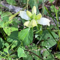 White Turtlehead Flower Seeds for Long-Lasting Hardy Planting  Seed for Lovely Outdoor Displays