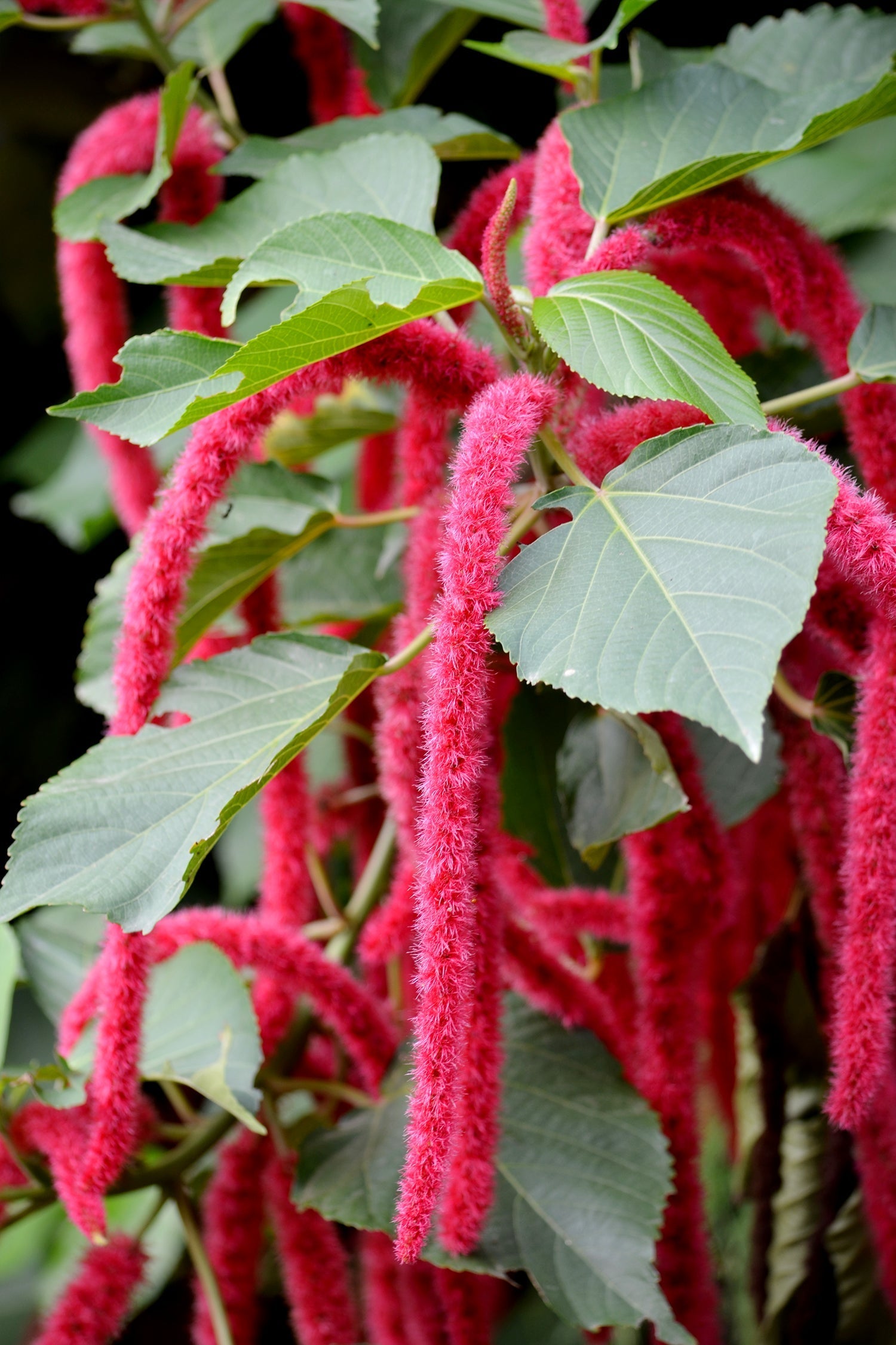 Chenille Plant Seeds for Garden – Acalypha Hispida Blooms
