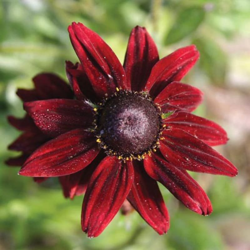 Cherry Brandy Rudbeckia Seeds for Planting flower bed