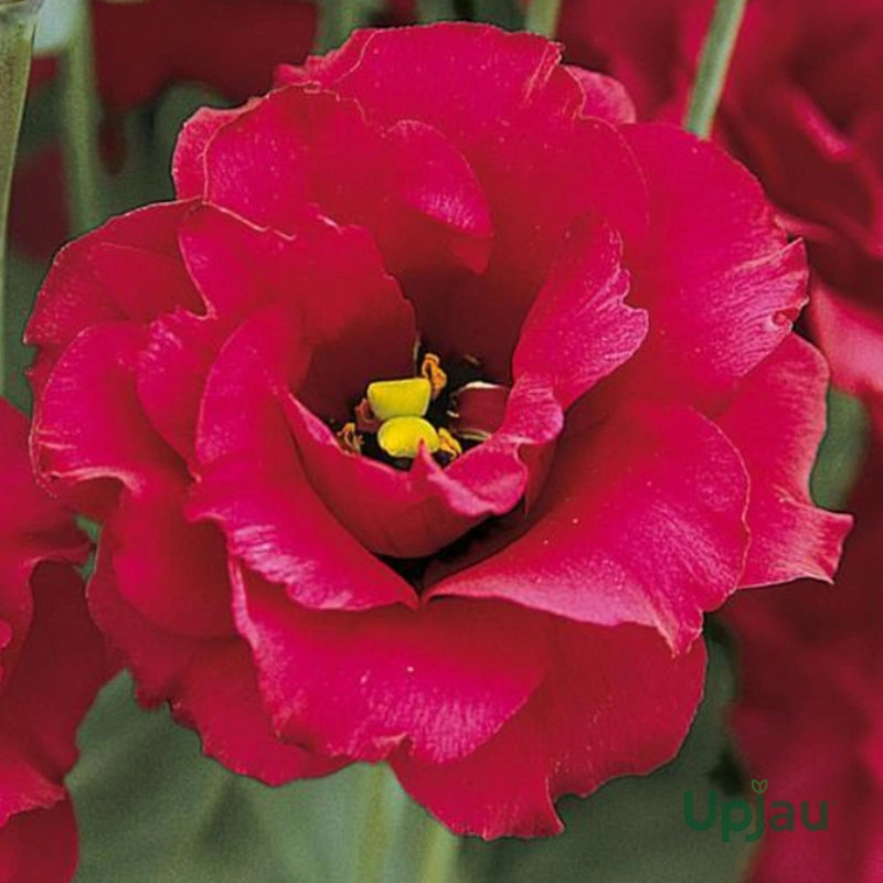 Deep Red Eustoma (Lisianthus) Flower seeds for Planting Perfect for Borders Heirloom & GMO Free Seeds for Home Garden