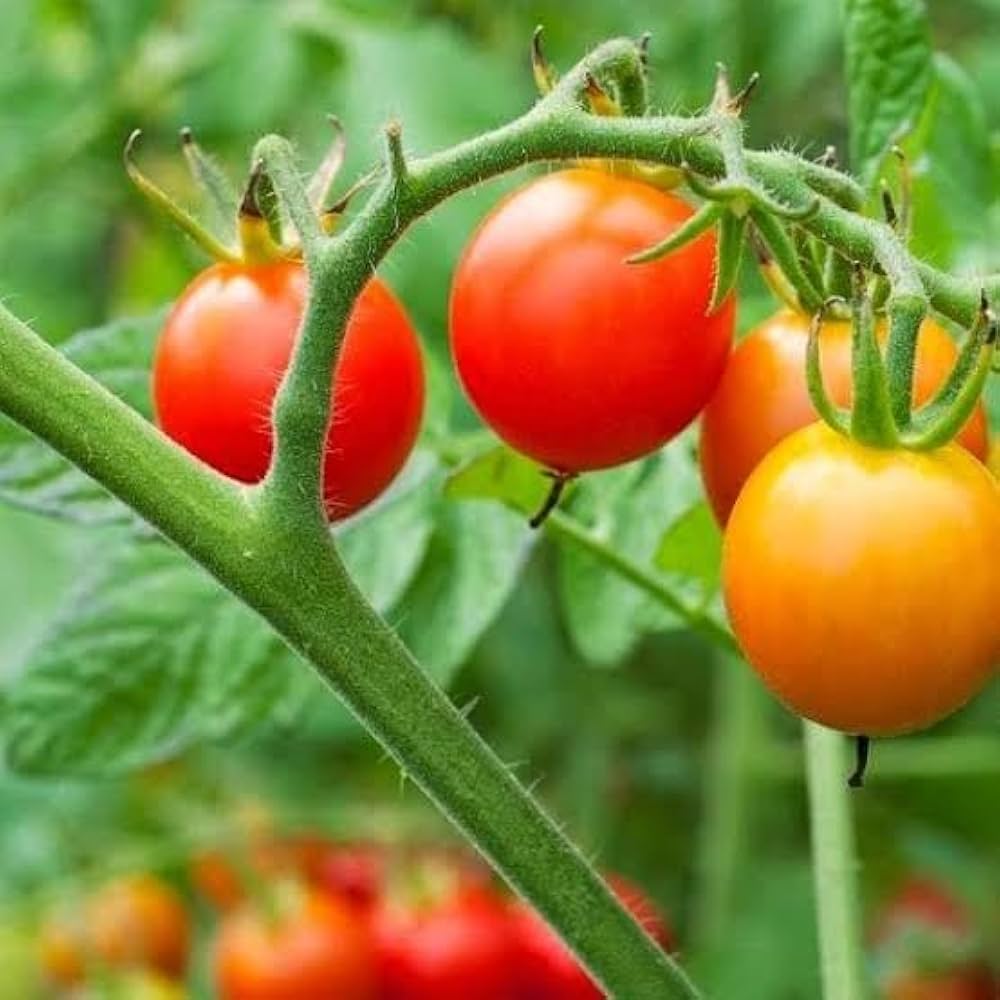 Cherry tomato seeds for planting