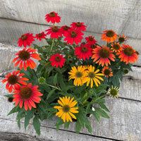 Echinacea Cheyenne Spirit Flower seeds for Planting Easy to Grow Heirloom & GMO Free Seeds for Home Garden