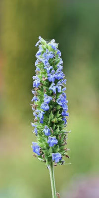 Chia Sage seeds growing into Salvia hispanica plants in full sun
