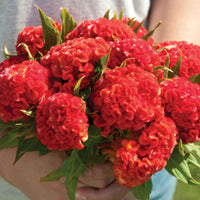 Celosia Chief Persimmon Flower seeds for Planting, Garden Favorite Heirloom & GMO Free Seeds for Home Garden
