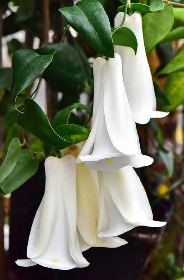 Chilean Bellflower Seeds (Lapageria Rosea) for Rare Garden Blooms