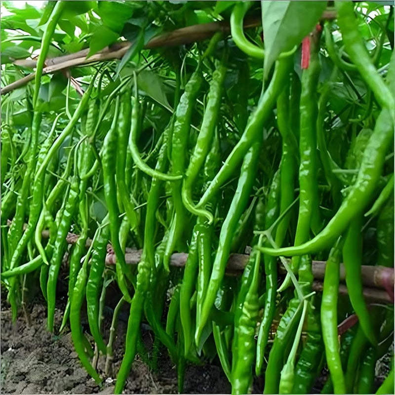 Chili Pepper Capsicum annuum seeds for planting