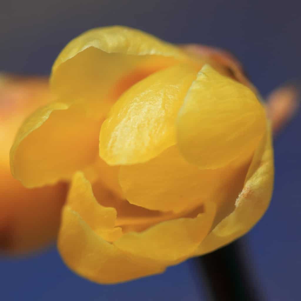 Chimonanthus Flower seeds for Planting Compact Growth Heirloom & GMO Free Seeds for Home Garden