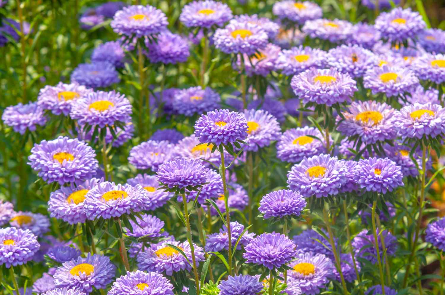 Light Purple China Aster Flower Seeds for Planting Colorful Display Heirloom & GMO Free Seeds for Home Garden
 
 Sale