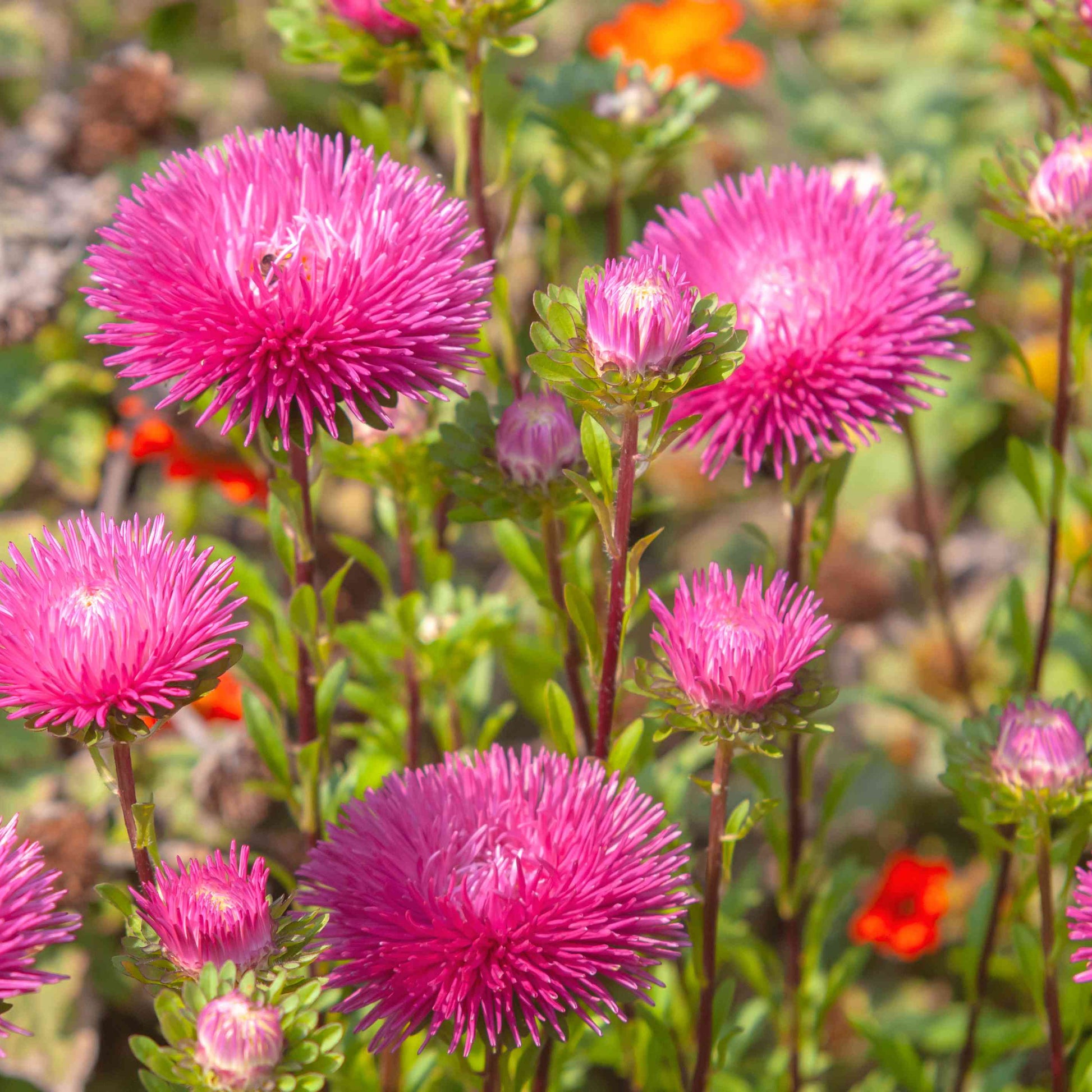 Red Aster Flower seeds for Planting Wildflower Mix Heirloom & GMO Free Seeds for Home Garden 
 
 Sale