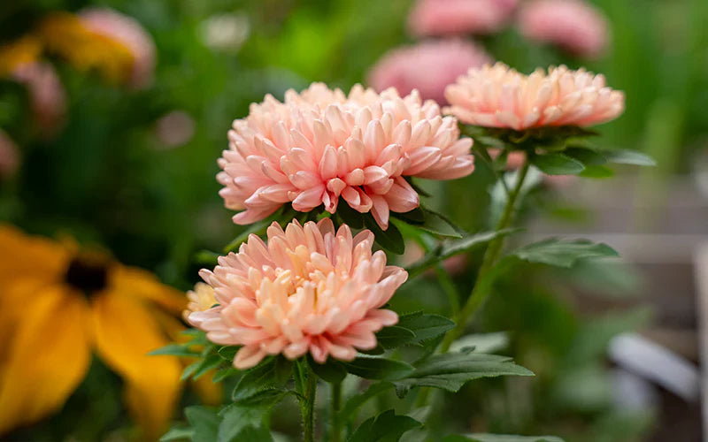 White Orange China Aster Flower Seeds for Planting Bright Blooms Heirloom & GMO Free Seeds for Home Garden
 
 Sale
