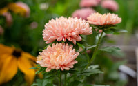 White Orange China Aster Flower Seeds for Planting Bright Blooms Heirloom & GMO Free Seeds for Home Garden
 
 Sale