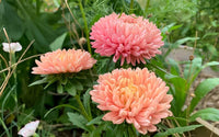 White Orange China Aster Flower Seeds for Planting Bright Blooms Heirloom & GMO Free Seeds for Home Garden
 
 Sale