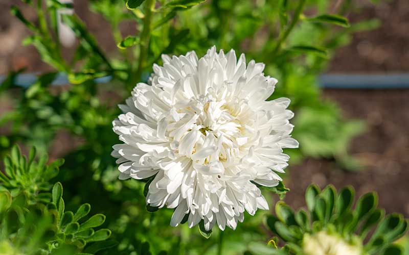 White Green China Aster Flower Seeds for Planting Garden Favorite Heirloom & GMO Free Seeds for Home Garden
 
 Sale