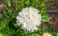 White Green China Aster Flower Seeds for Planting Garden Favorite Heirloom & GMO Free Seeds for Home Garden
 
 Sale
