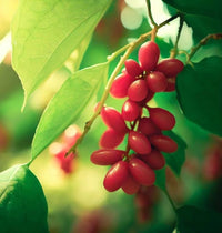 Chinese Magnolia Vine with red edible berries