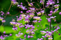Lavender Thalictrum Flower seeds for Planting Premium Quality Heirloom & GMO Free Seeds for Home Garden 
 
 Sale