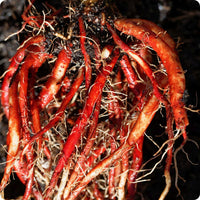 Chinese Red-Rooted Sage seeds Salvia miltiorrhiza purple flowers