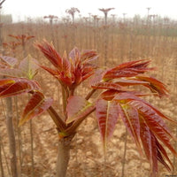 Chinese Toon Toona sinensis seeds for planting