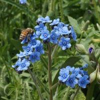 Cynoglossum Flower seeds for Planting - Hardy Variety, Heirloom & GMO Free Seeds for Home Garden