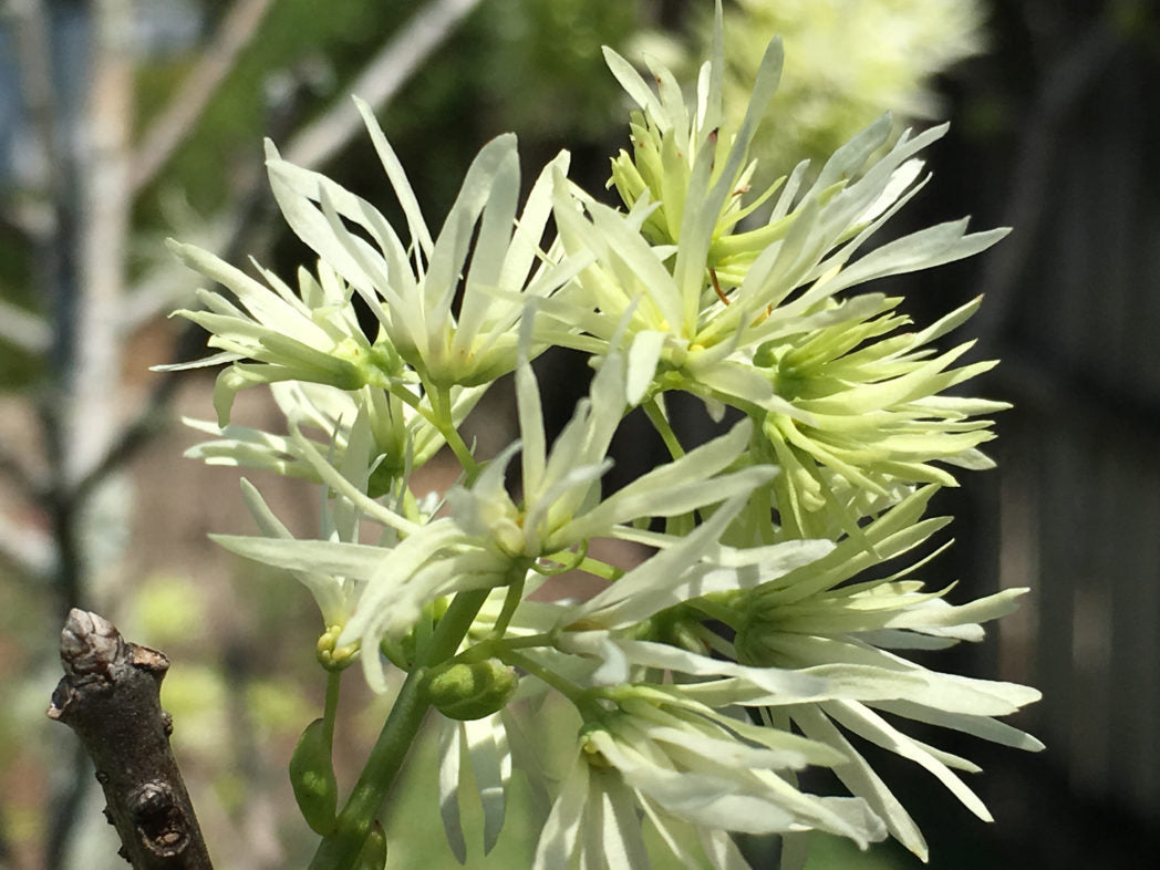 White Chionanthus Flower seeds for Planting - Low Maintenance, Heirloom & GMO Free Seeds for Home Garden