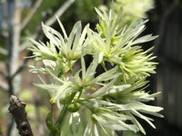 White Chionanthus Flower seeds for Planting - Low Maintenance, Heirloom & GMO Free Seeds for Home Garden