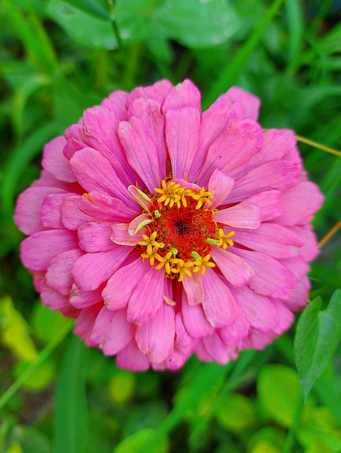 Zinnia Colorato Giallo Seeds for Bright Yellow Zinnia Blooms
