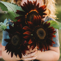 Chocolate Sunflower Seeds - Perfect for Planting
