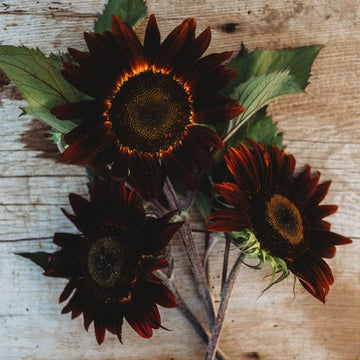Chocolate Sunflower Seeds - Perfect for Planting