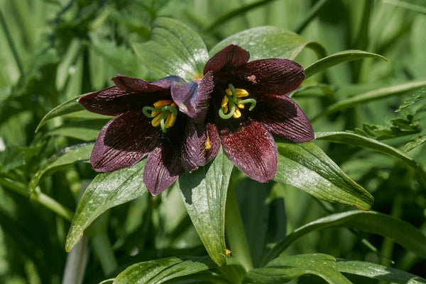Chocolate Lilly Flower seeds for Planting - Easy to Grow, Heirloom & GMO Free Seeds for Home Garden