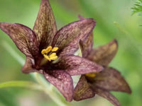 Chocolate Lilly Flower seeds for Planting - Easy to Grow, Heirloom & GMO Free Seeds for Home Garden