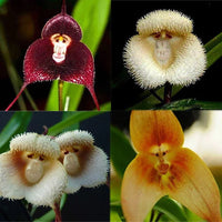 Chocolate Monkey Orchid seeds for pots and containers

